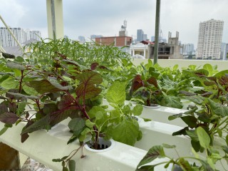 Cách trồng rau thuỷ canh trên sân thượng và chung cư